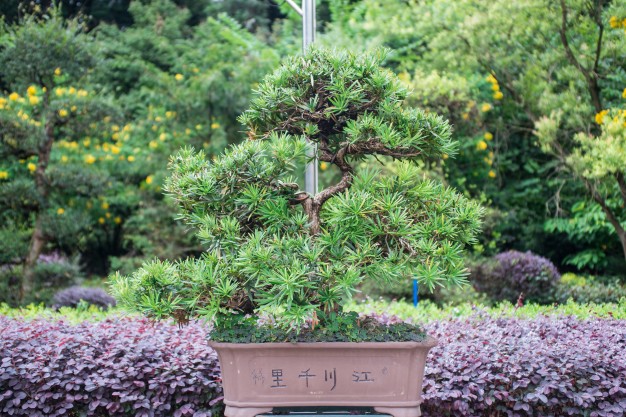 Bonsai Plants